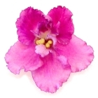 Pink African Violets